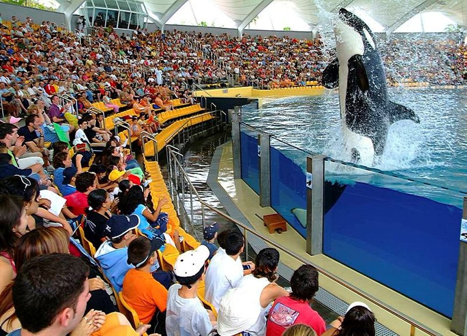 Loro Parque on yksi Teneriffan suosituimpia vierailukohteita, jossa voit nähdä muun muassa delfiinejä, merileijonia, miekkavalaita, satoja lintuja, gorilloja jne. Loro Parque on yksi Teneriffan suosituimpia vierailukohteita, jossa voit nähdä muun muassa delfiinejä, merileijonia, miekkavalaita, satoja lintuja, gorilloja jne.