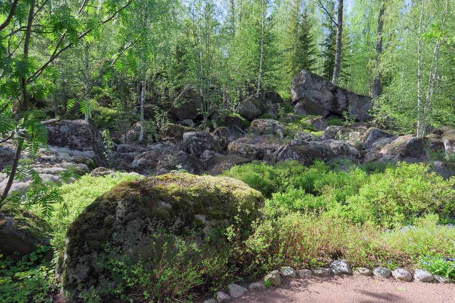Loviisa kukkii taas! Loviisa kukkii taas!