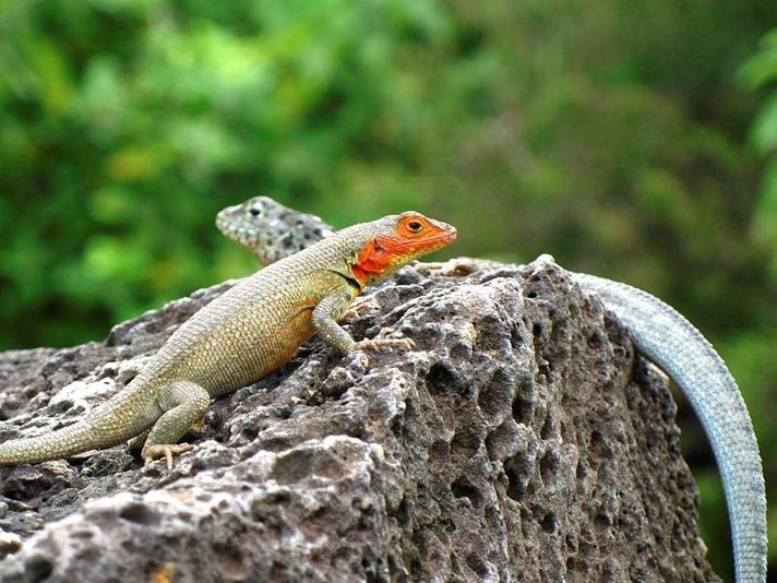 Luonnon aarreaitta<br />
Galapagossaaret Helsinki Luonnon aarreaitta<br />
Galapagossaaret Helsinki