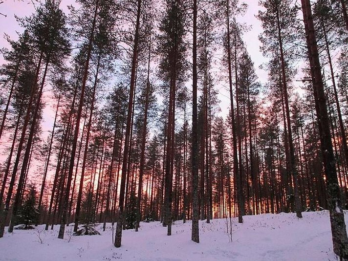 Uutinen "Murha joulupukinmaassa"<br />
leviää Ranskassa ja Englannissa Uutinen "Murha joulupukinmaassa"<br />
leviää Ranskassa ja Englannissa