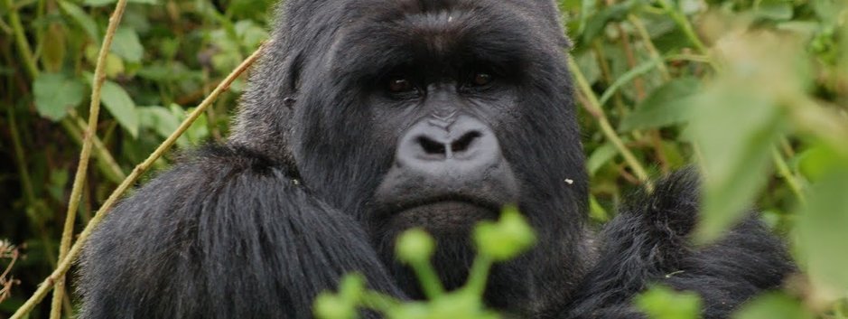 Vuoden uusi matkailukohde on Ruanda ja sen vuoristogorillat. Vuoden uusi matkailukohde on Ruanda ja sen vuoristogorillat.