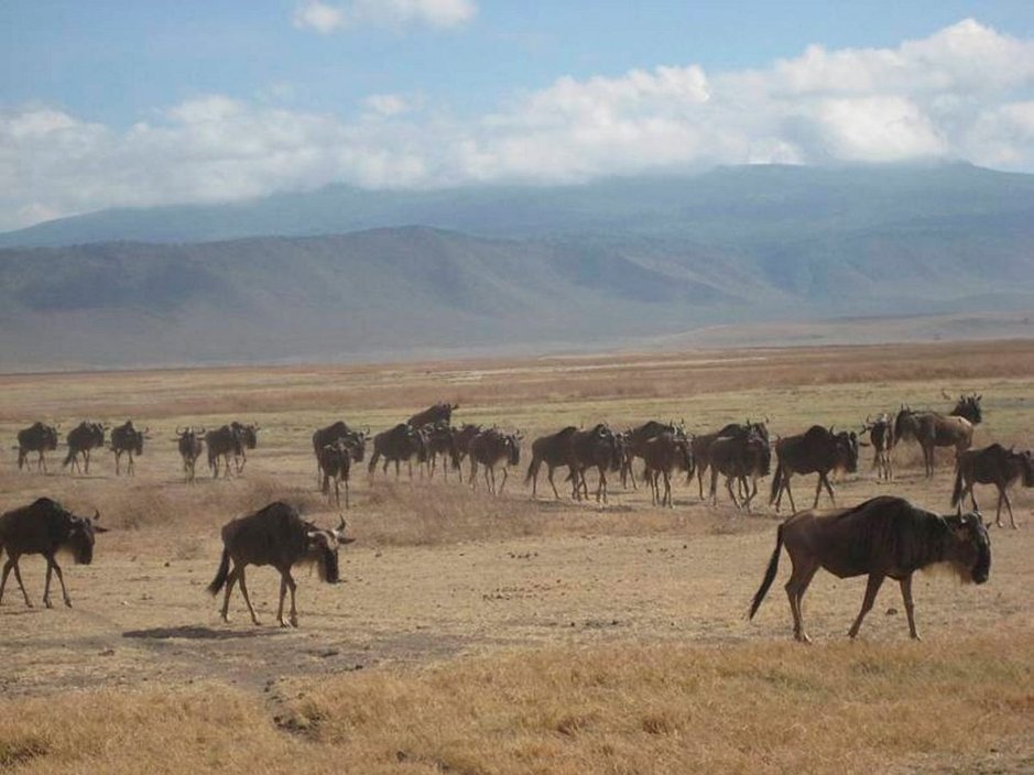 Gnu-antilooppeja Ngorongorossa. Gnu-antilooppeja Ngorongorossa.