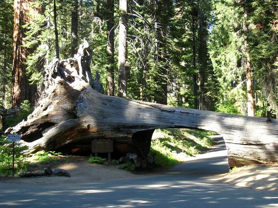 Tunnel Log, luova ratkaisu autotielle kaatuneen puun aiheuttamaan ongelmaan. Tunnel Log, luova ratkaisu autotielle kaatuneen puun aiheuttamaan ongelmaan.